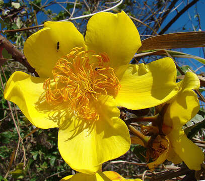 Imagem de Cochlospermum vitifolium (Willd.) Spreng.