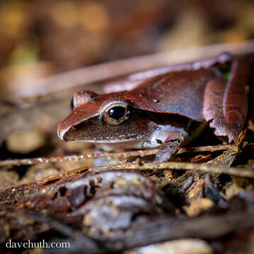 Image of Noble's Robber Frog