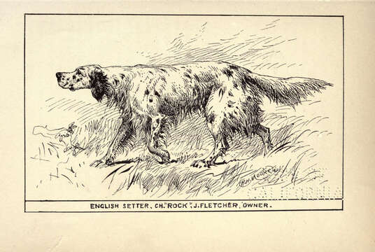 Plancia ëd Canis lupus familiaris Linnaeus 1758