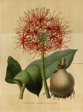 Image of scadoxus