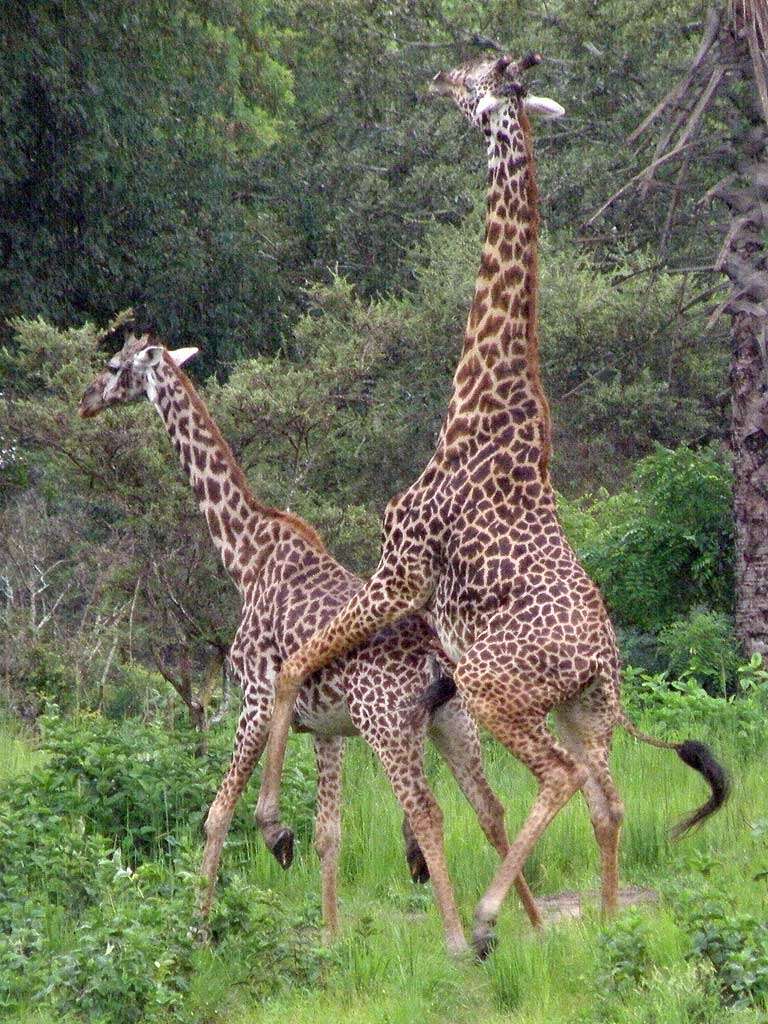 Image of Giraffes