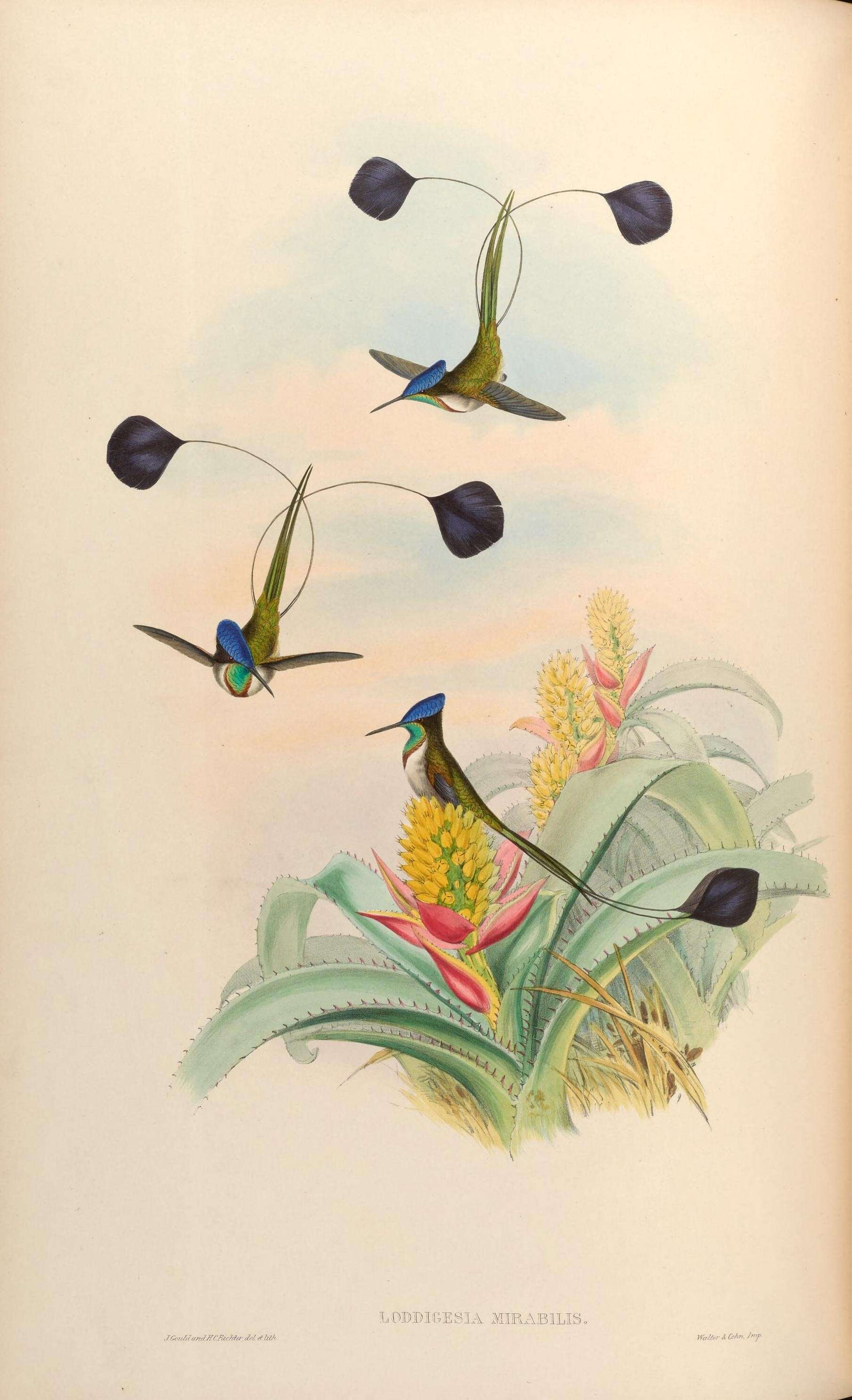 Image of Loddigesia Bonaparte 1850