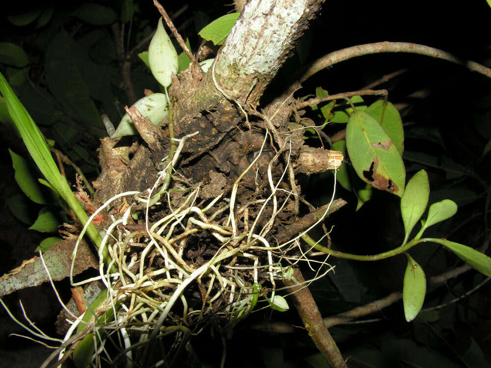 Imagem de Ficus paraensis (Miq) Miq.