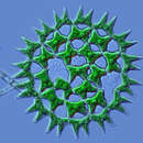 Image of Pediastrum duplex