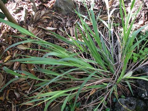 Panicum niihauense H. St. John的圖片