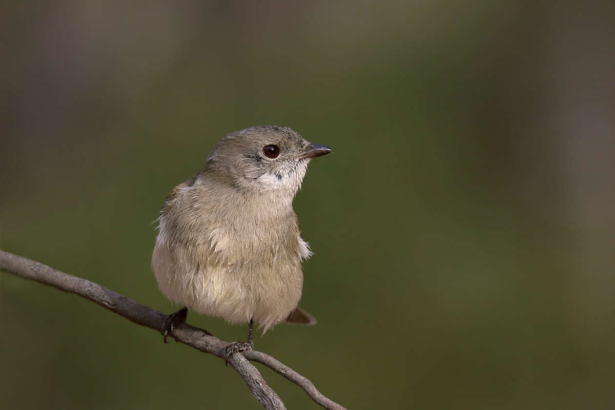 Image of Australian Golden Whistler