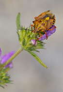 Image of Carpocoris