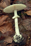 Image of False deathcap