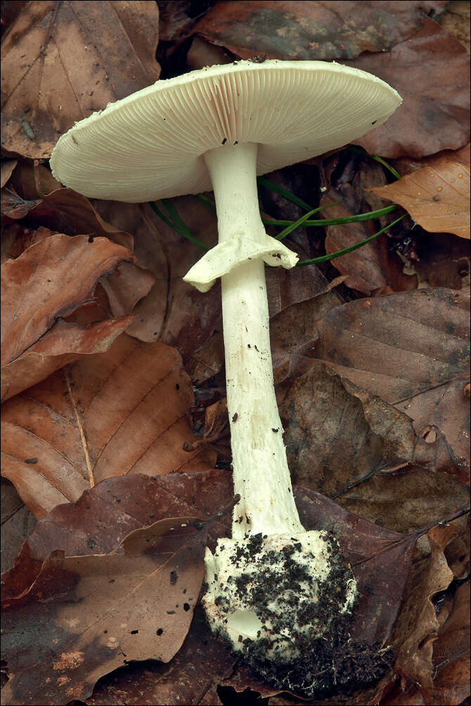 Image of False deathcap