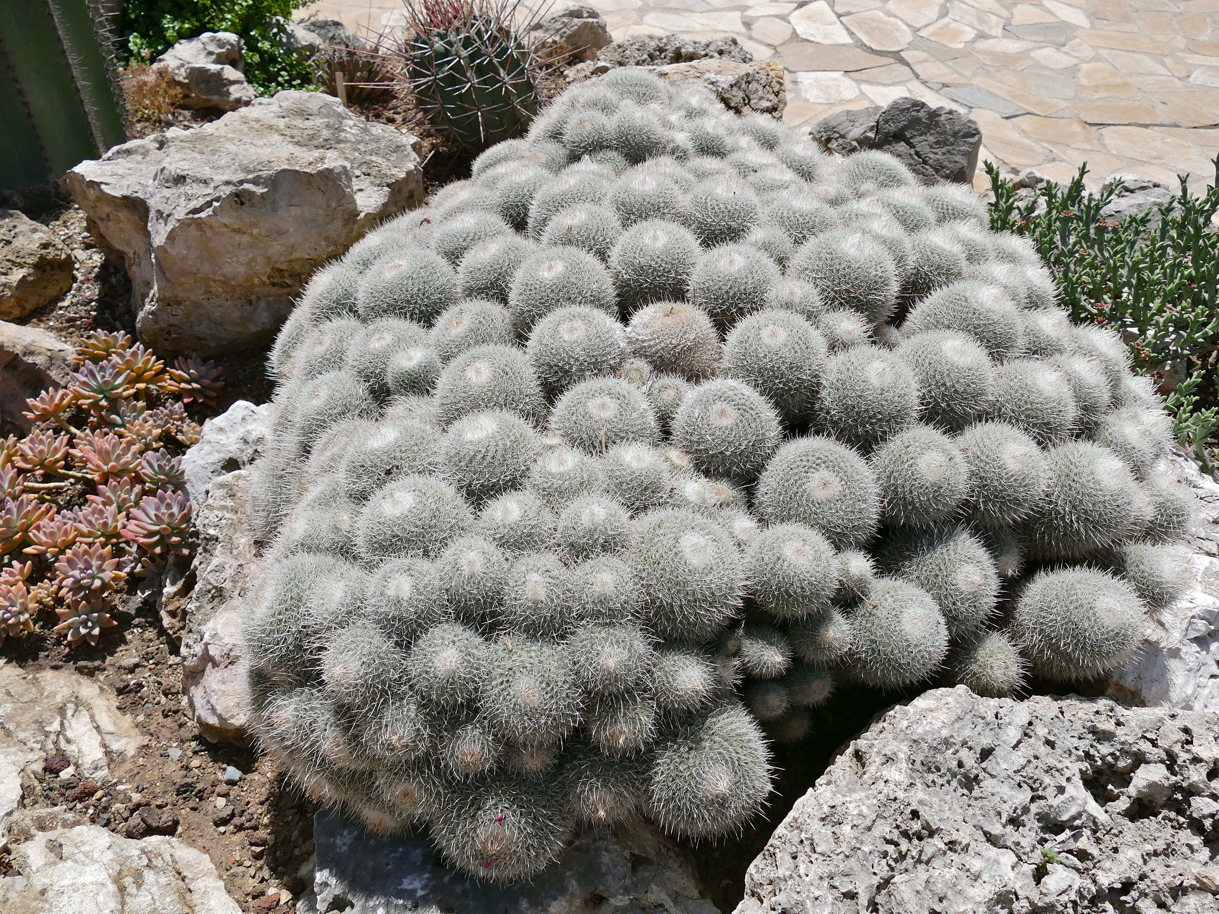 Image of Mammillaria geminispina Haw.