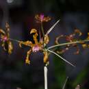 Image de Laelia colombiana J. M. H. Shaw