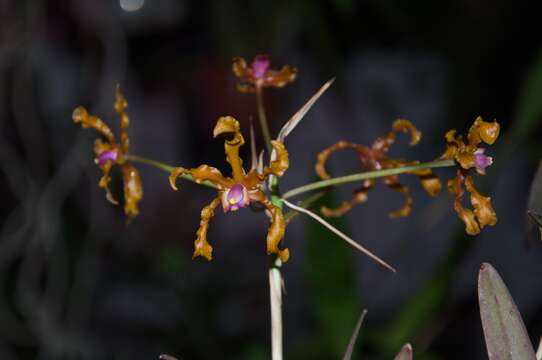 Image of Laelia colombiana J. M. H. Shaw