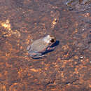 Image of Banjo Frog