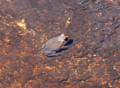 Image of Banjo Frog