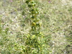 Image of weakleaf bur ragweed