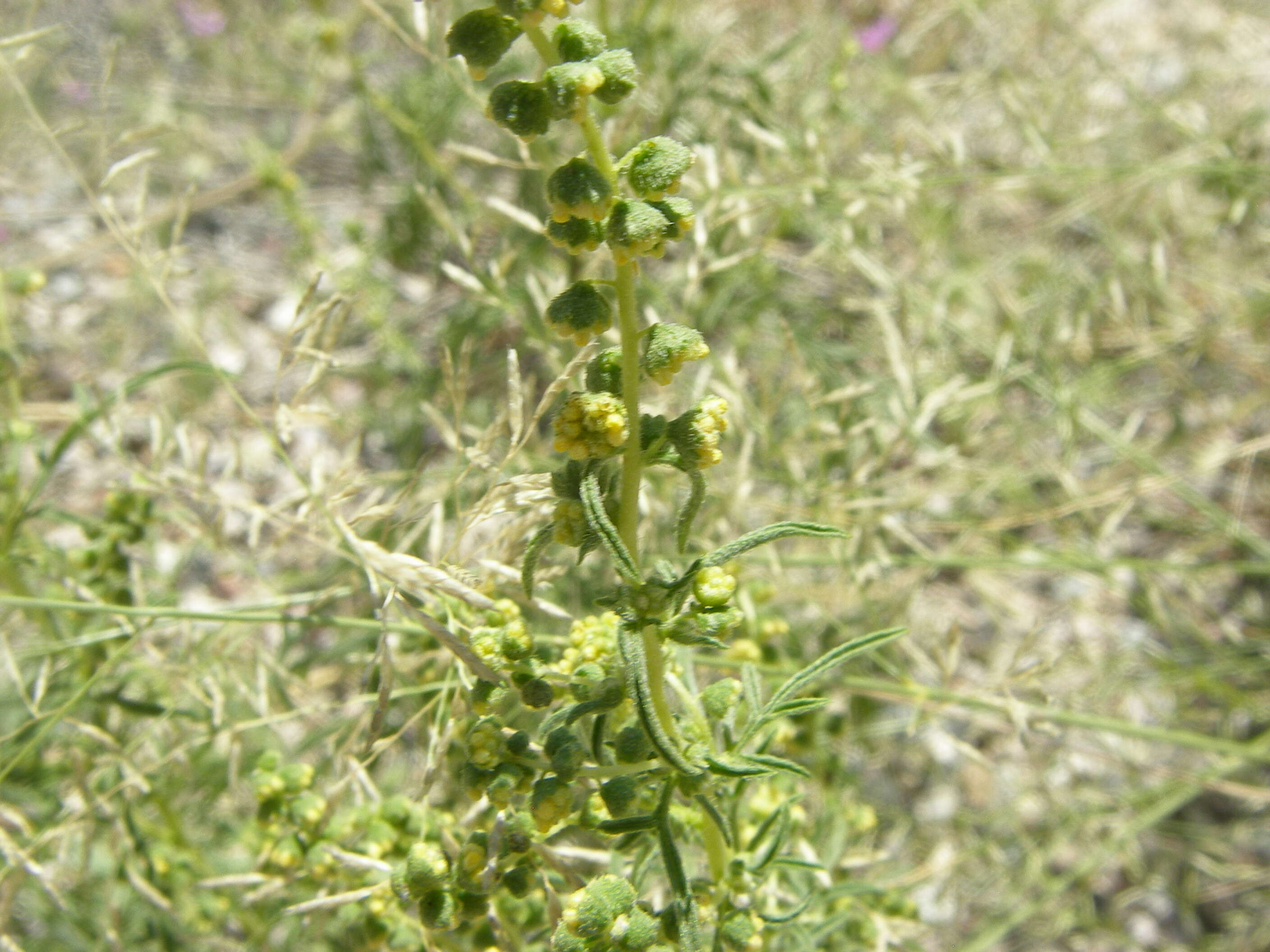 Image of ragweed