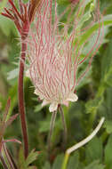 Image of old man's whiskers