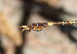 Image of Common Hooktail