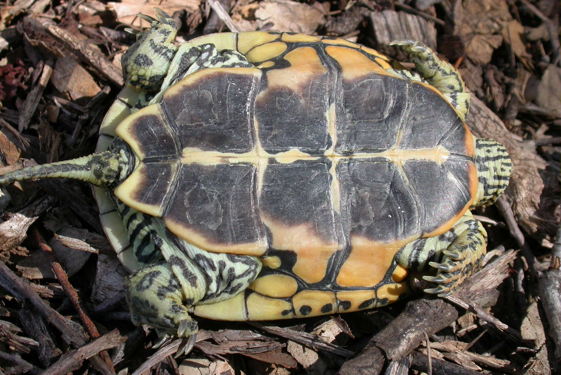 Image of Caspian turtle