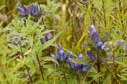 Image of downy gentian