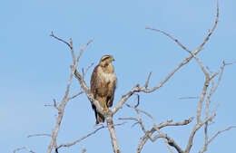 Image of Savanna Hawk