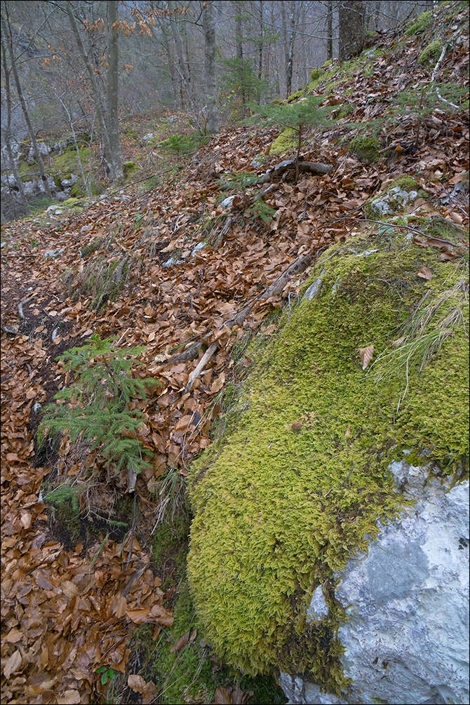 Image of ctenidium moss