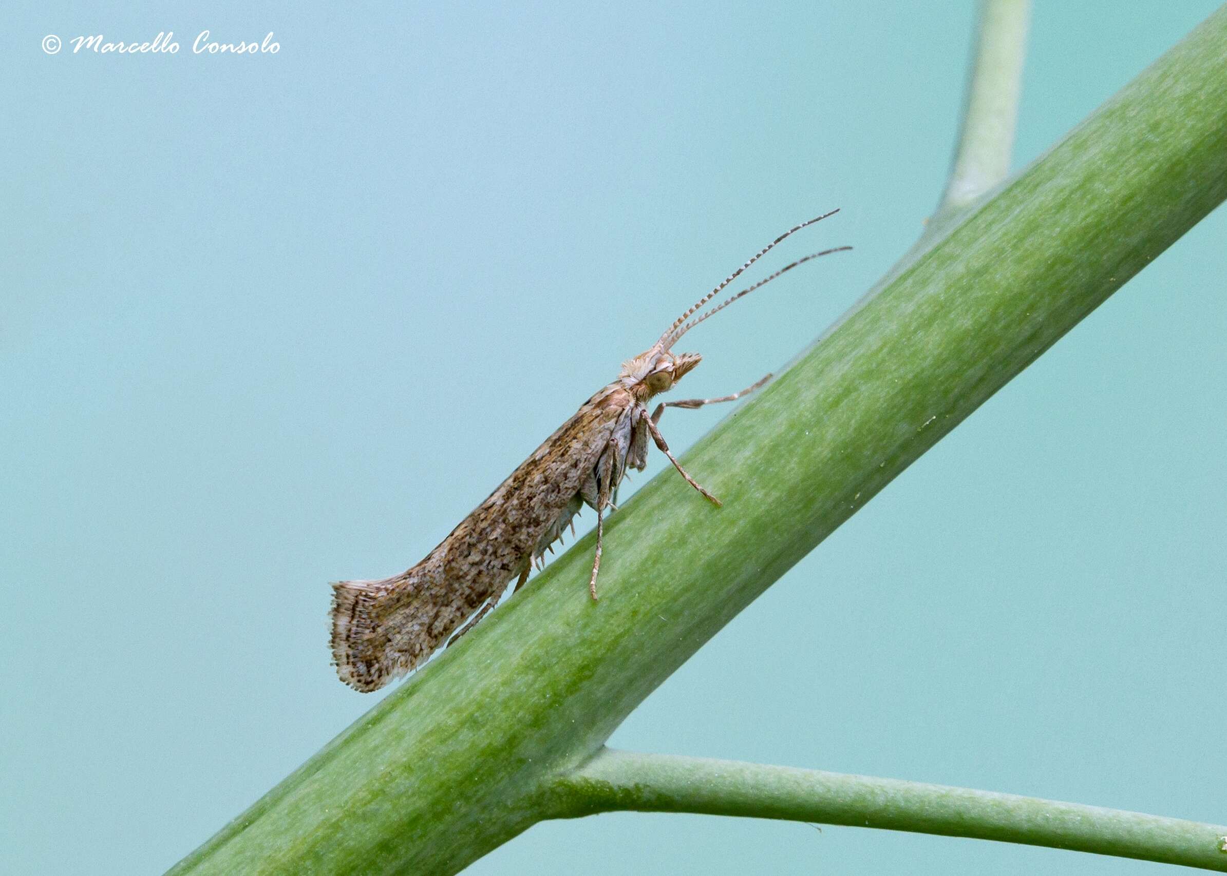 صورة Plutella xylostella Linnaeus 1767