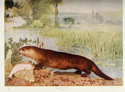 Image of Otter sp.