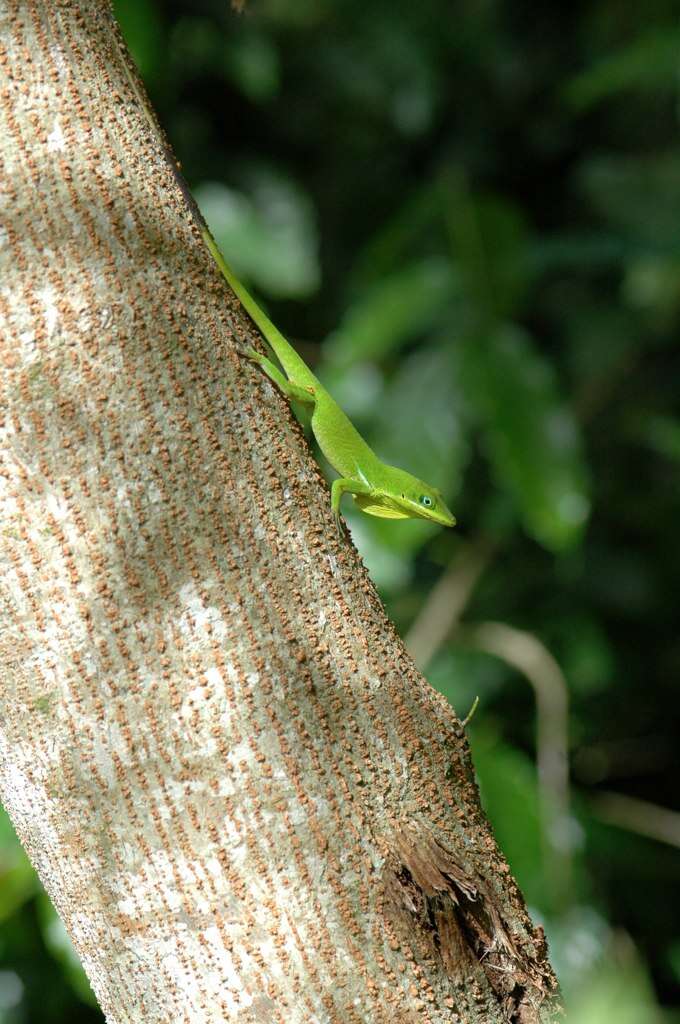 Image of Hispaniolan green anole