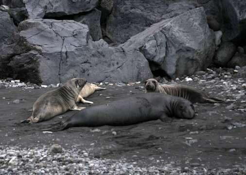 Image of Northern Elephant Seal