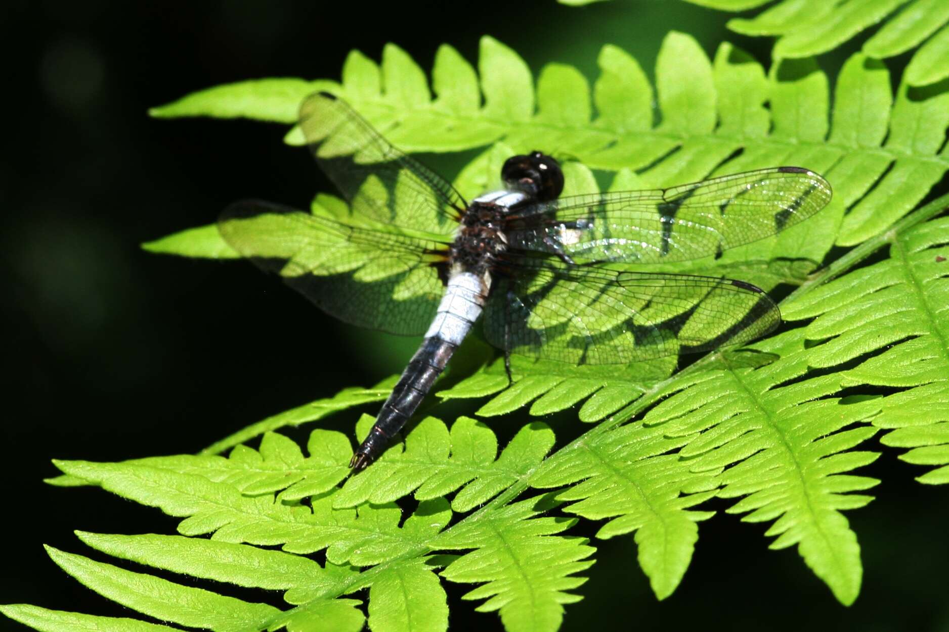 Image of Chalk-fronted Corporal