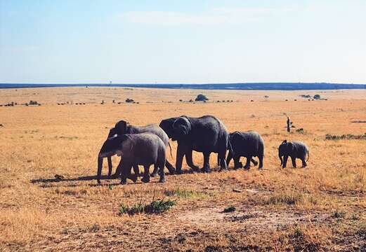 Image of <i>Loxodonta africana cyclotis</i> (Matschie 1900)