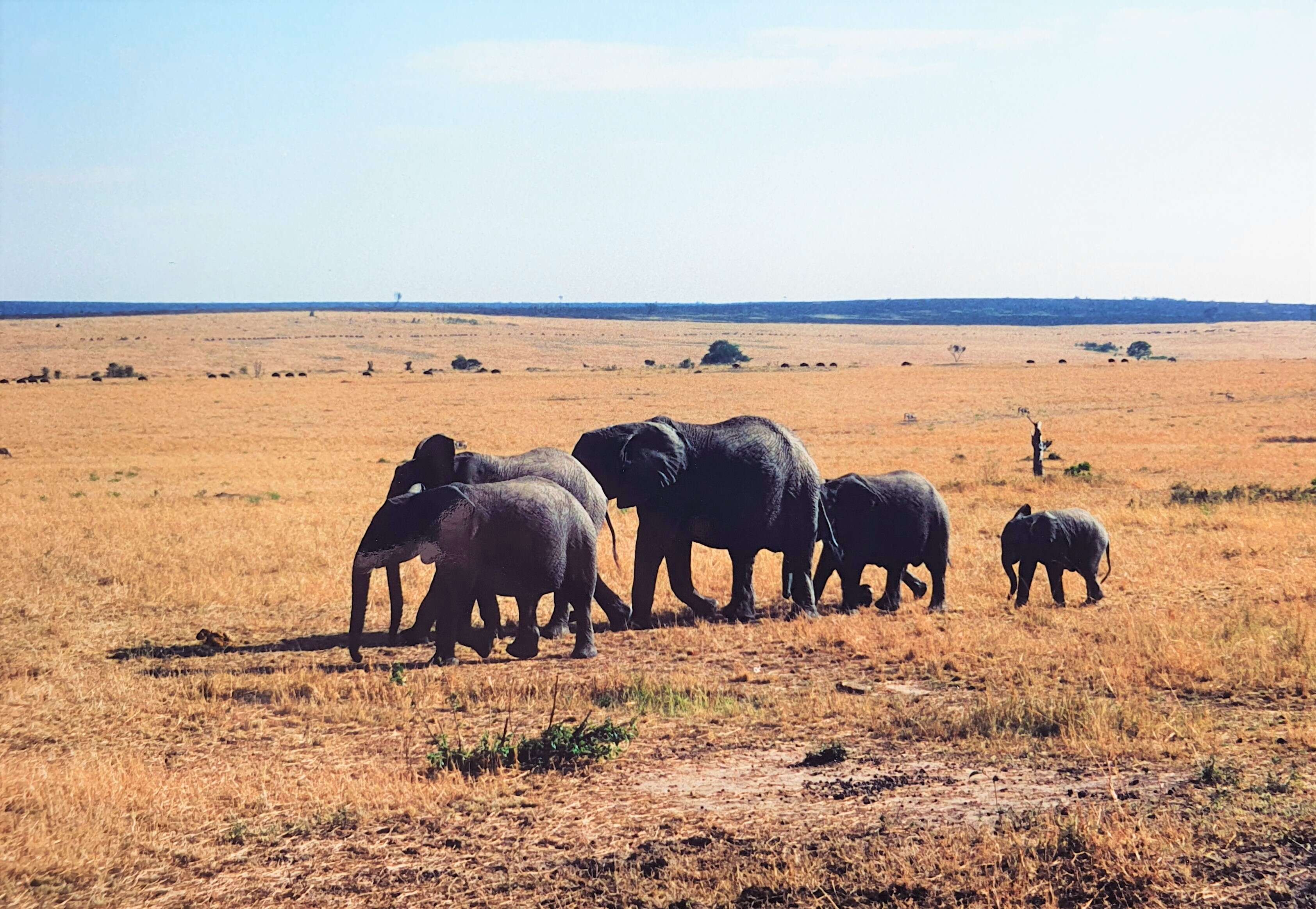 Image of <i>Loxodonta africana cyclotis</i> (Matschie 1900)