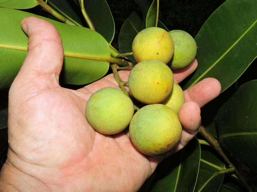 Image of calophyllum