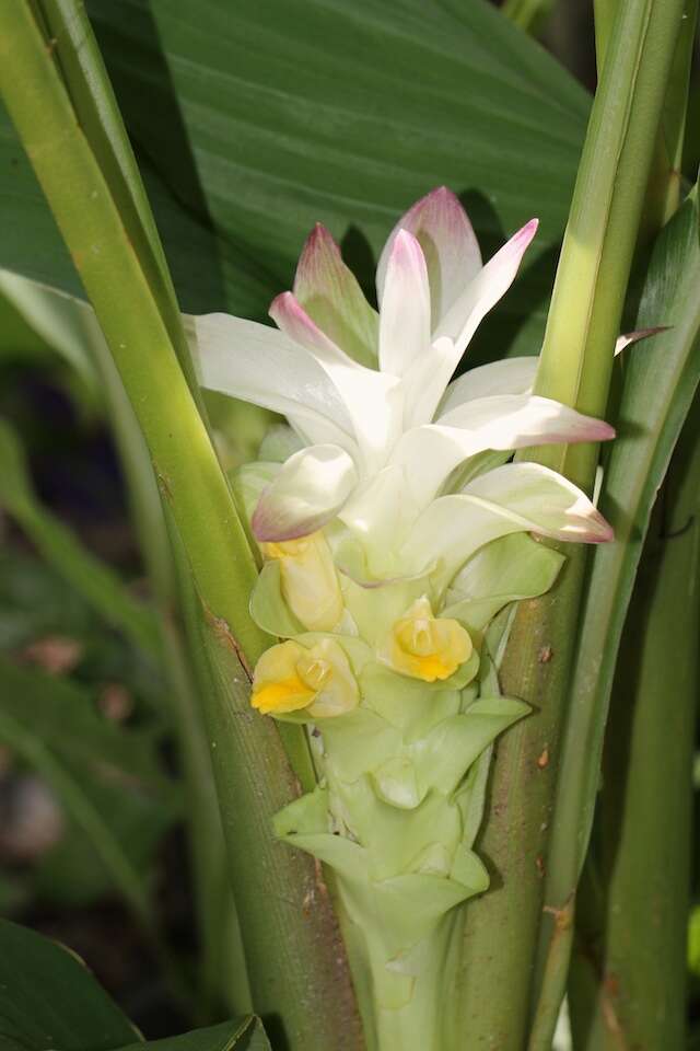 Image de Curcuma australasica Hook. fil.