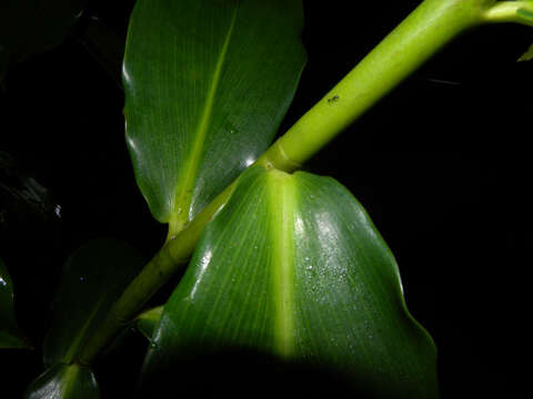 Image of Costus wilsonii Maas