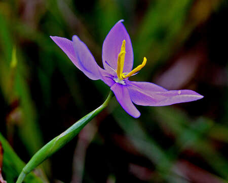 Image of fallflowering pleatleaf