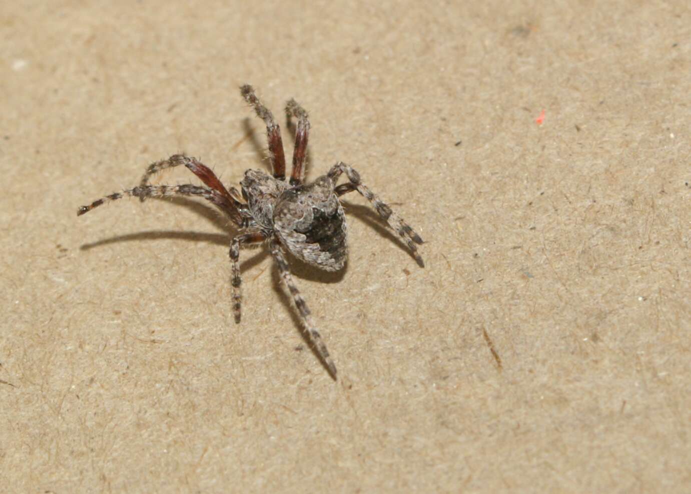 Image of Araneus