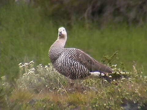 Image of magellan goose, upland goose