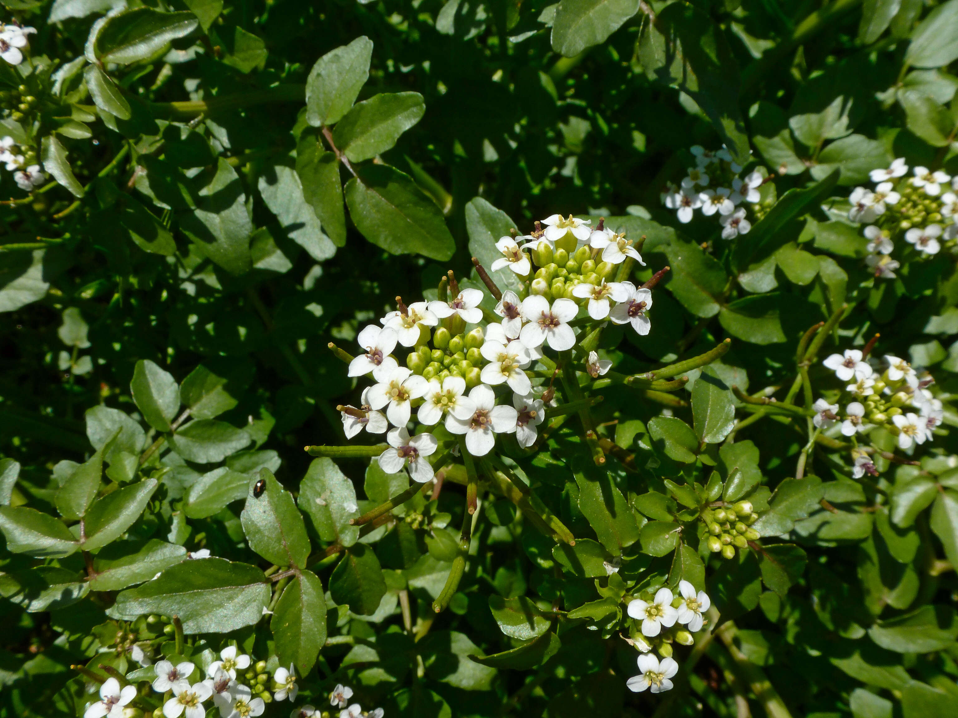 Image of yellowcress