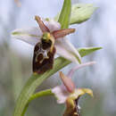 Sivun Ophrys arachnitiformis Gren. & Philippe kuva