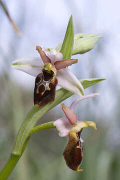 Слика од Ophrys arachnitiformis Gren. & Philippe