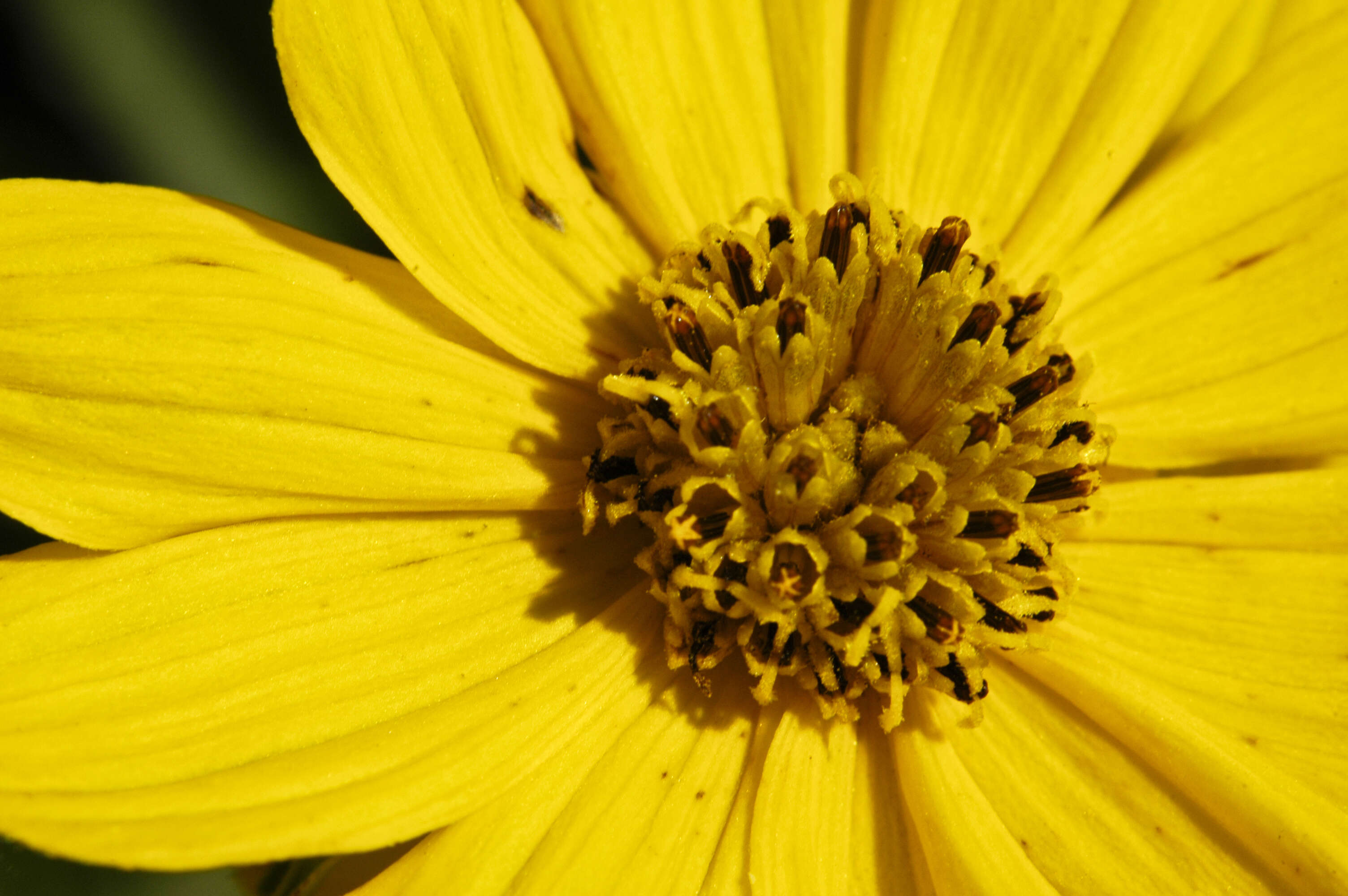 صورة Coreopsis palmata Nutt.