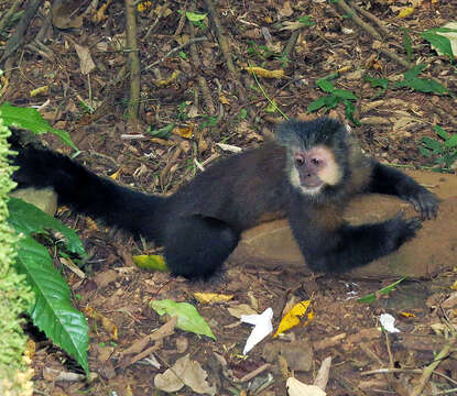 Image of Black Capuchin