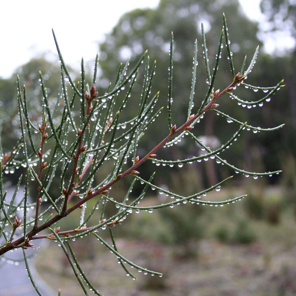 Image of Hakea lissosperma R. Br.