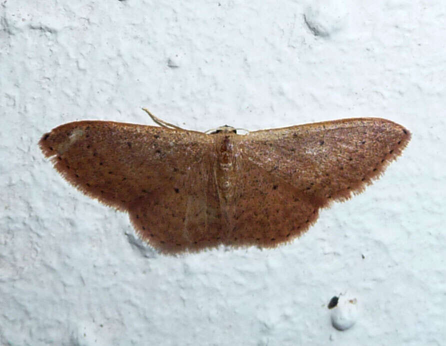 Image of Idaea eugeniata Millière 1872