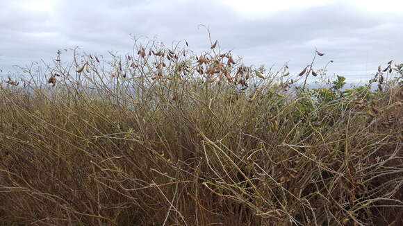 Слика од Crotalaria