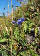 Image of fringed gentian