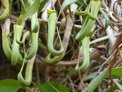 Image of Nepenthes albomarginata T. Lobb ex Lindl.