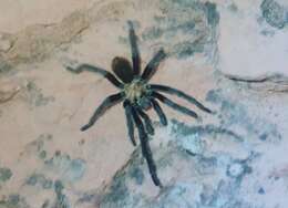 Image de Aphonopelma